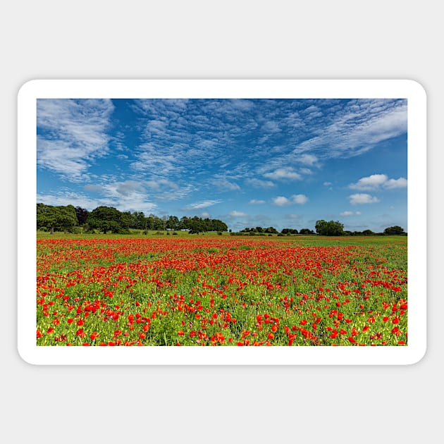 County Durham Poppies Sticker by Reg-K-Atkinson